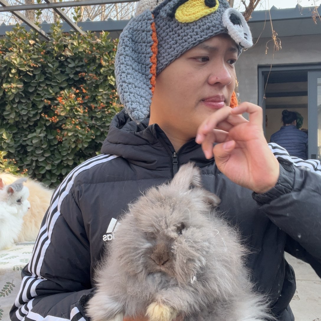 双血统英系安哥拉兔