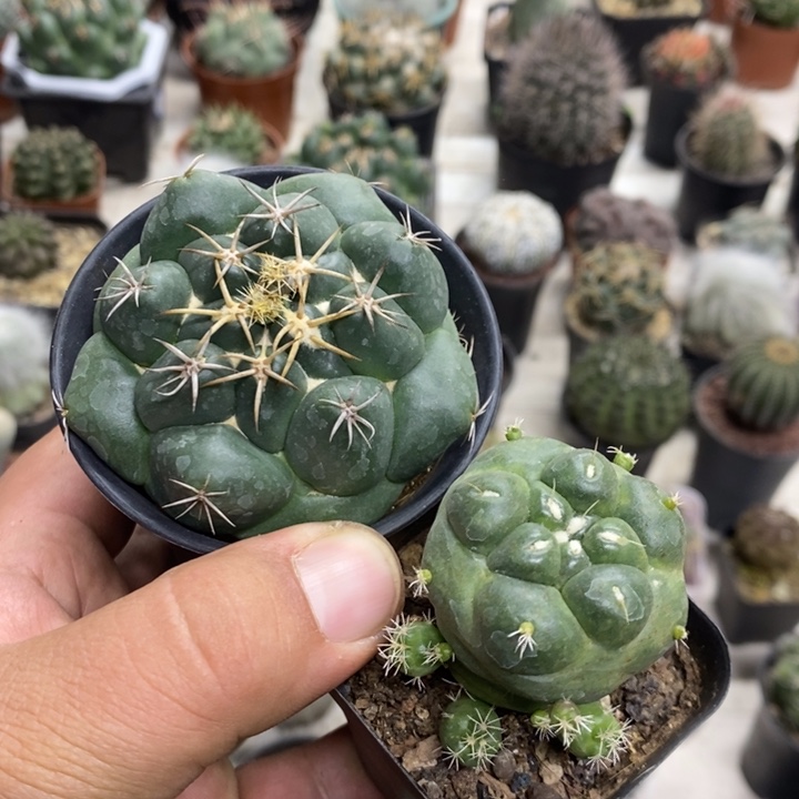 用***5无刺象牙安宅象牙2