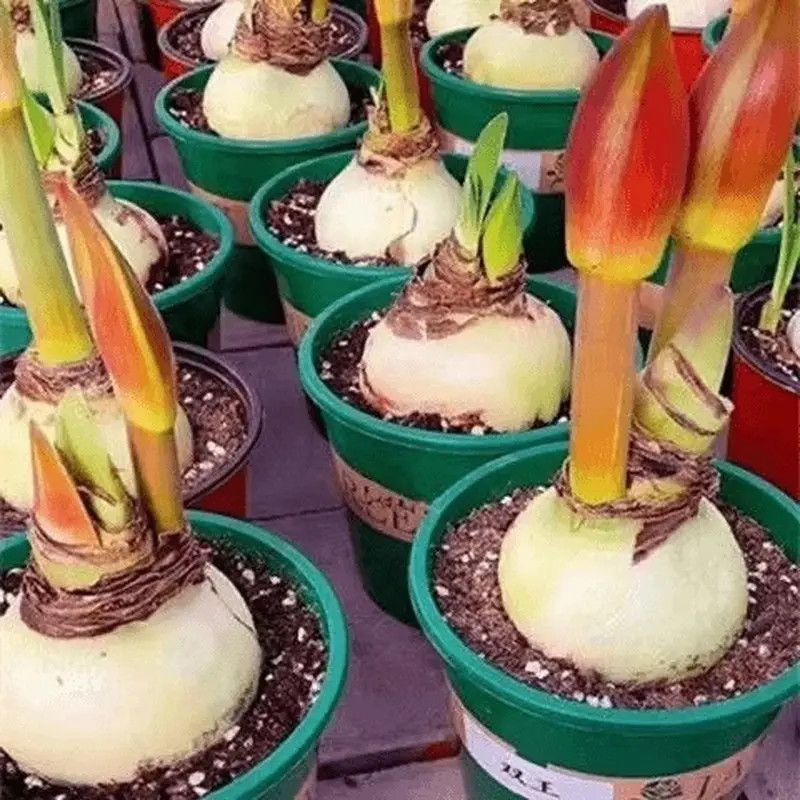 荷兰进口特大朱顶红种球重瓣超大球盆栽室内阳台花卉四季庭院植物