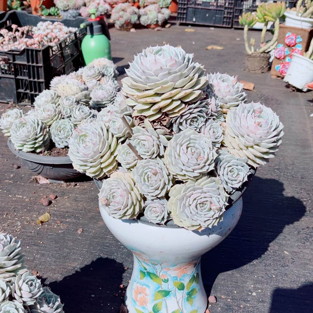 鹿啦连一颗大群发货