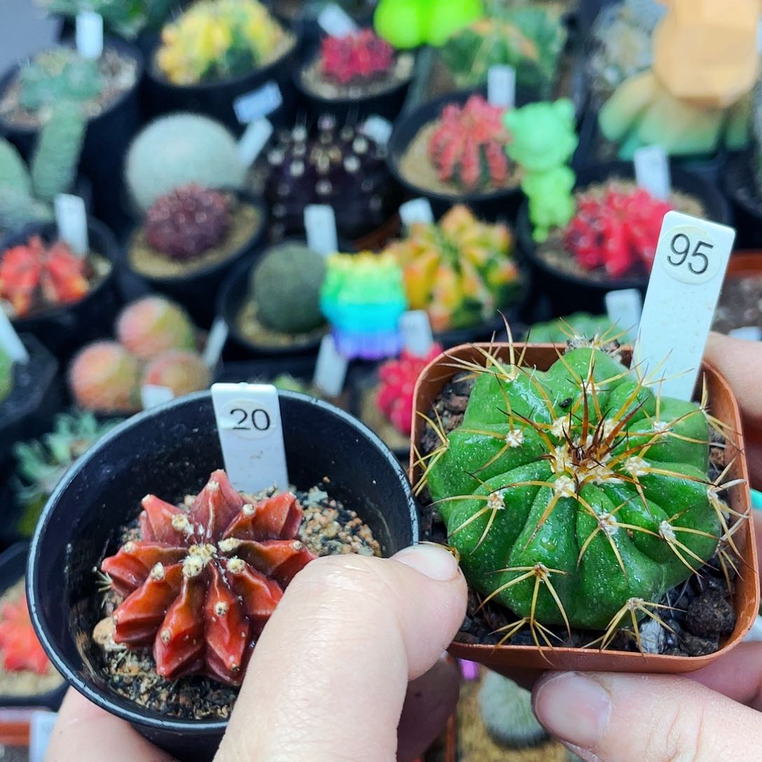 非偏远地区满25包邮仙人球