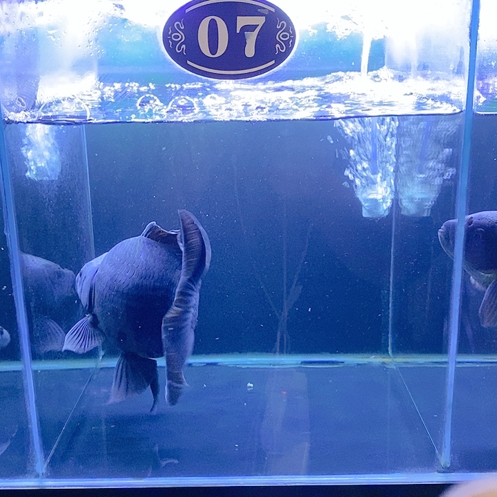 鸽***笑海水鱼墨蝶蝴蝶一条