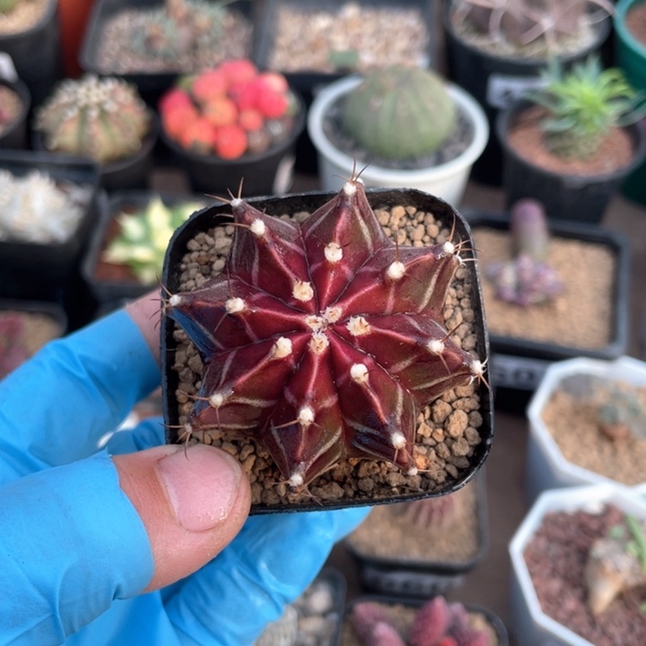 337紫心黑美人仙人球