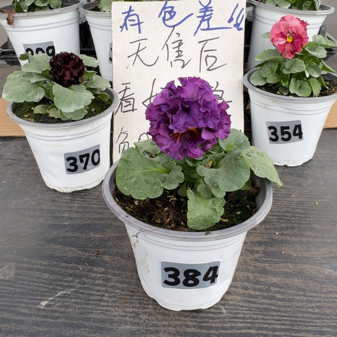 全部花朵384号洛可可