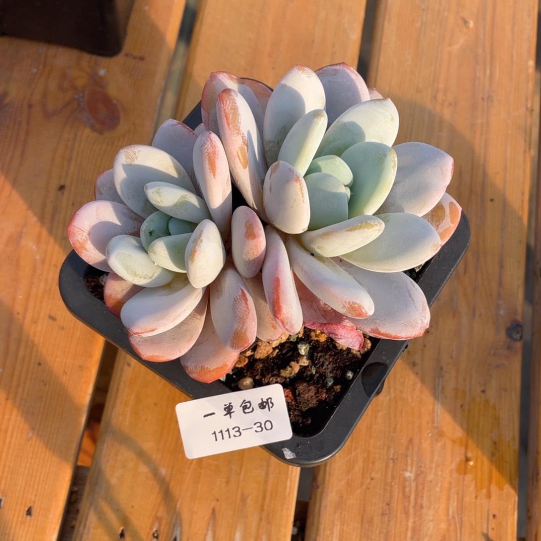 红****莓1113-30-喜马拉雅，。，，，，