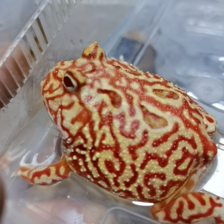 角蛙火龙土龙！！！！！！！！！！