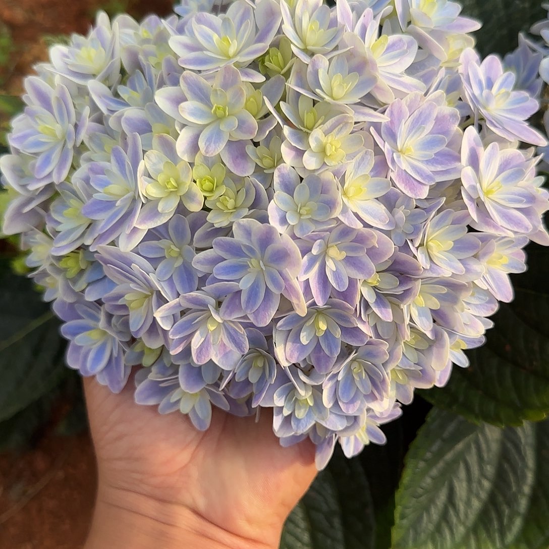 绣球切花一物一拍3枝起包邮，48