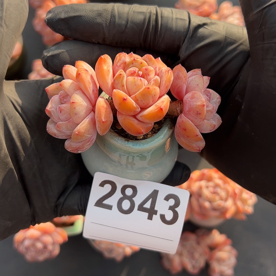 陌***〜2843，三头星影带盆发的