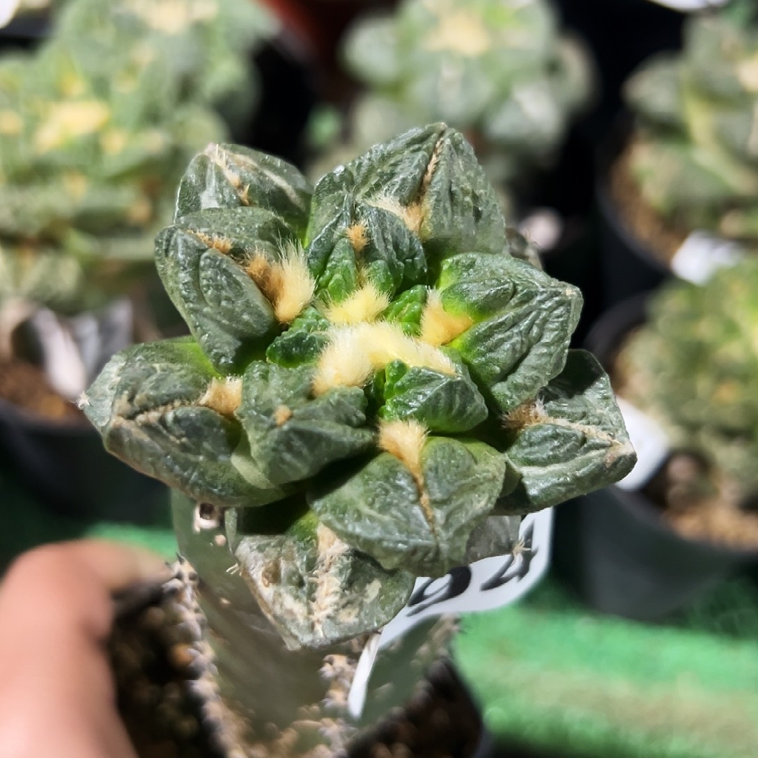 无花朵福利短宽尤龙角龟甲牡丹1 4