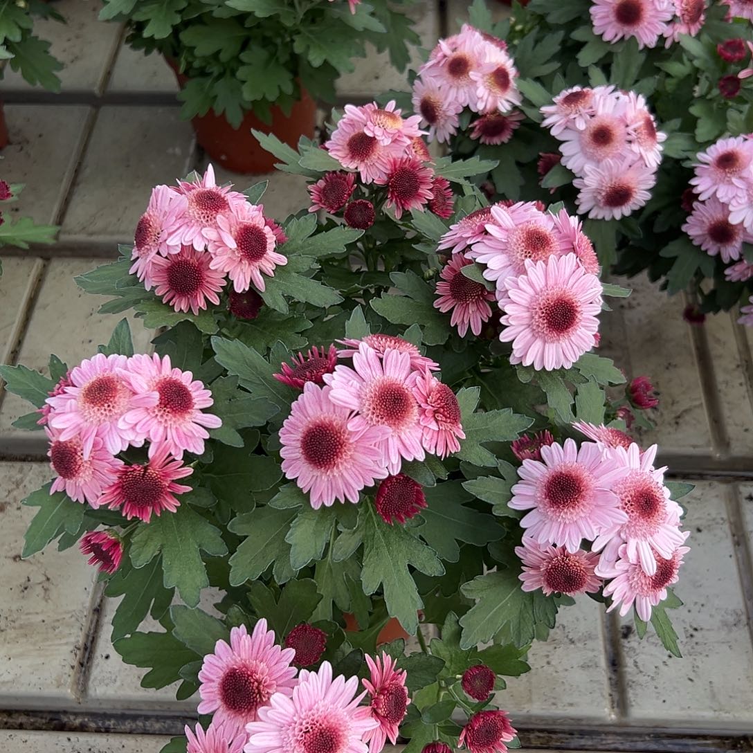 大部分花苞少量开放甜心泡泡菊