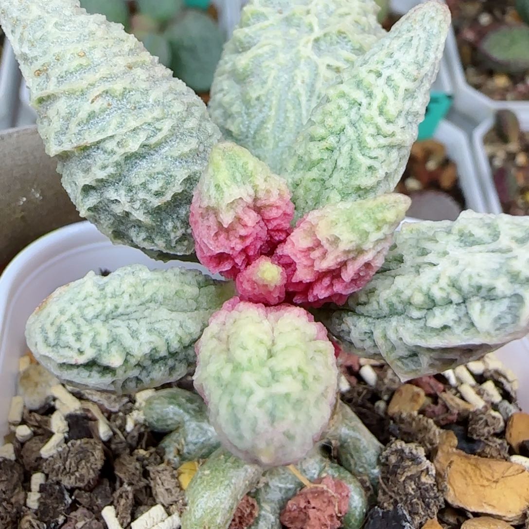 优选融冰大老桩，叶片4.8厘米，带盆发