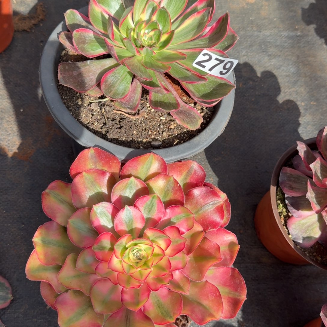 279多肉植物两颗一组