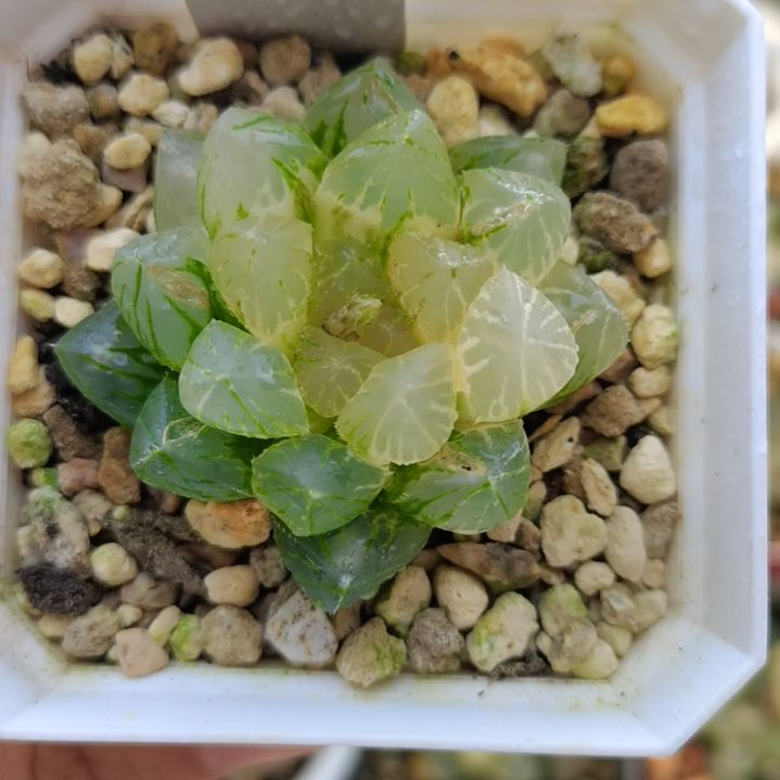 0号OM玉露锦一物一拍带盆土发货