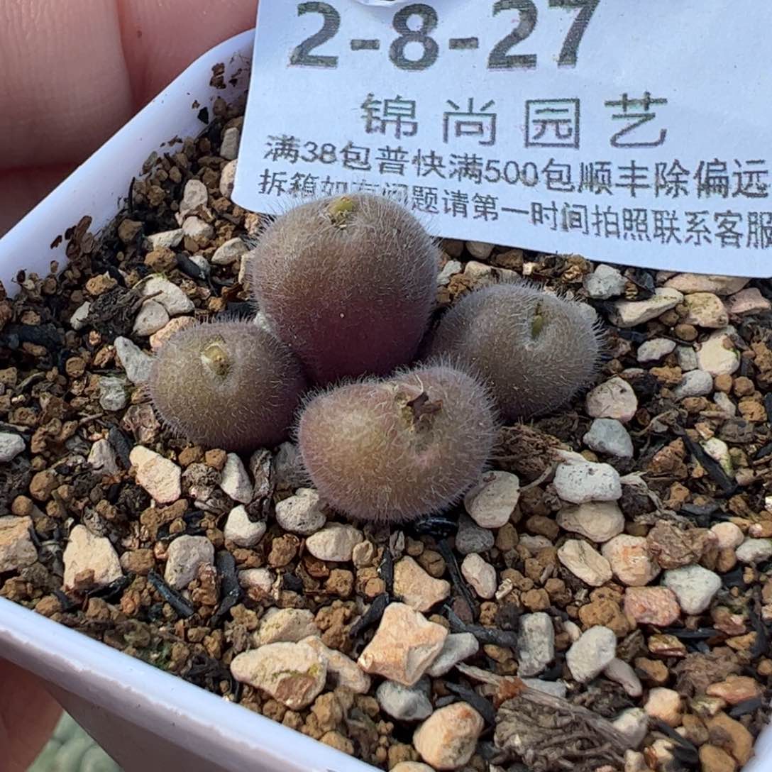 8.27多肉植物组合