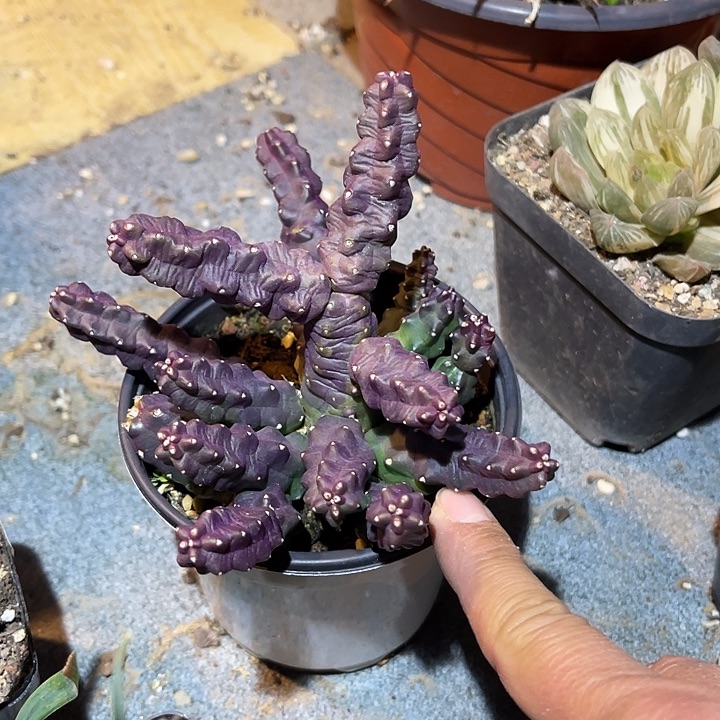 满38包邮2天凑单，脱土晾根发货多肉植物紫皮桃太郎