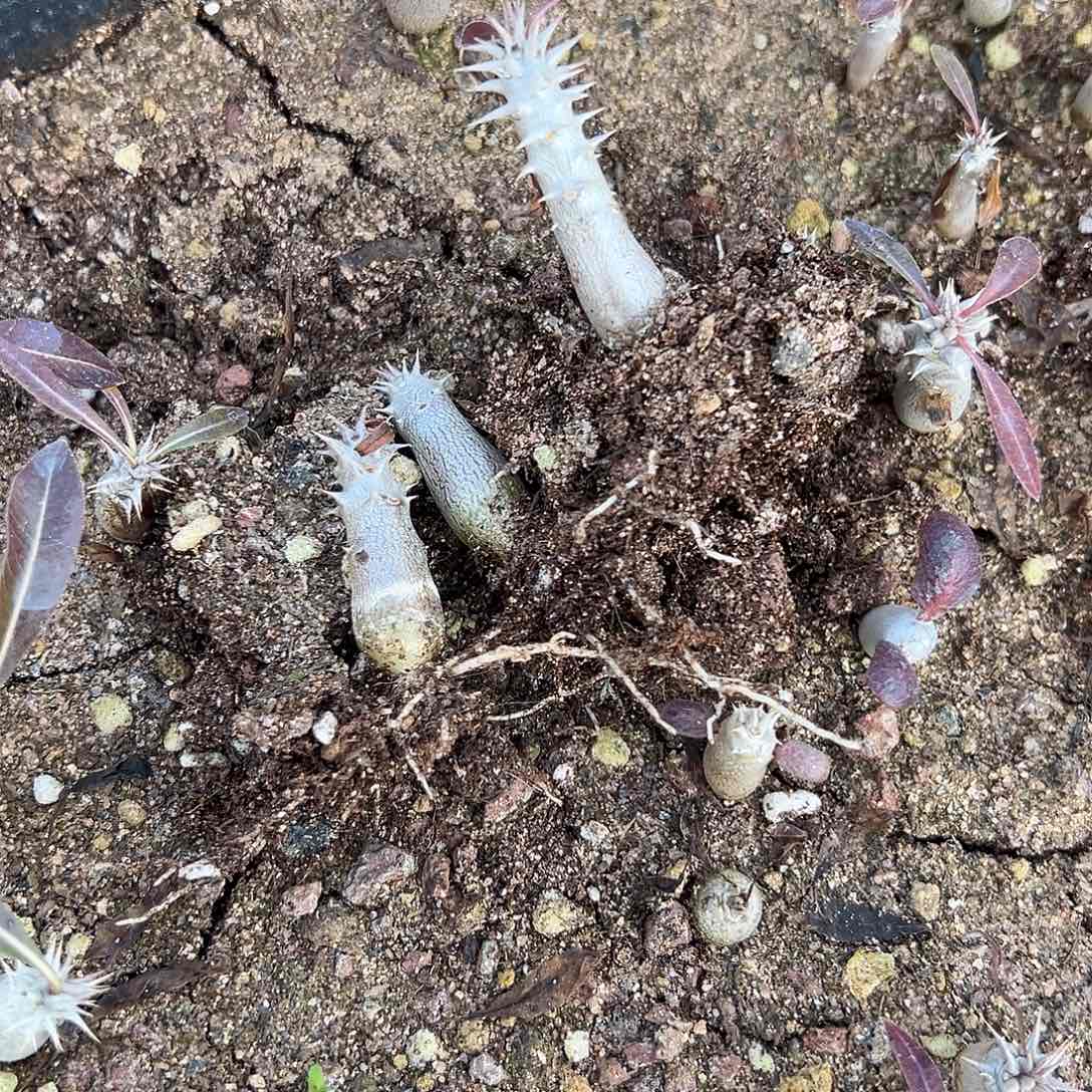 象牙宫，种好发货，量拍