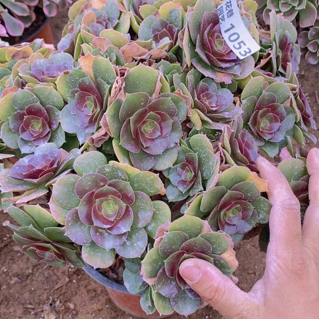 1053 号一物一拍多肉植物