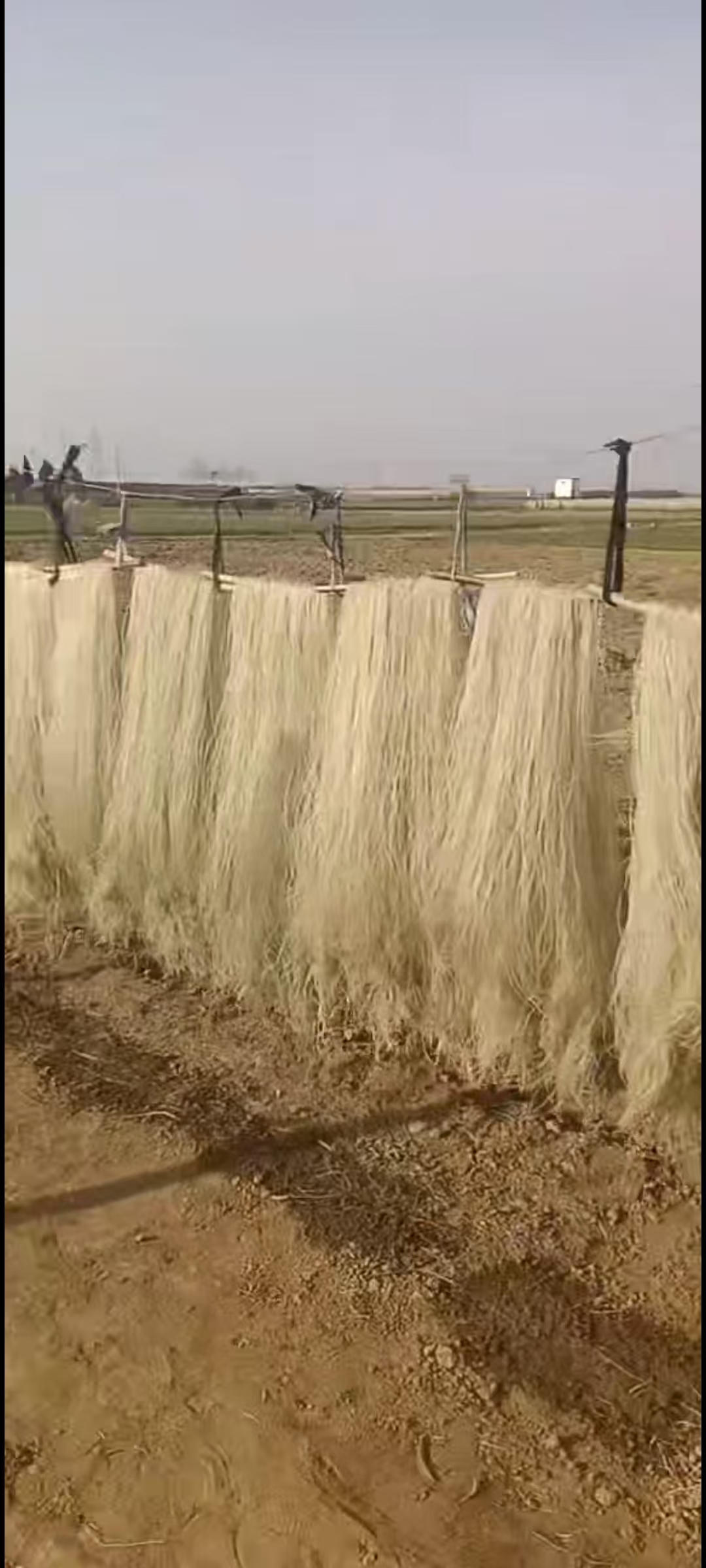 自己家种的红薯  河南禹县特产 正宗手工素琴粉条    保真店 5斤