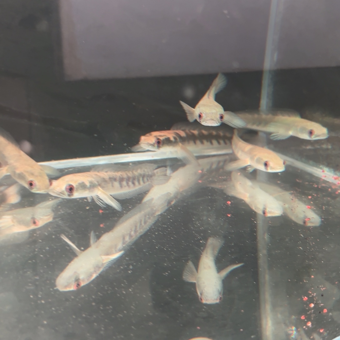 雷龙鱼14-16黄魔神一条