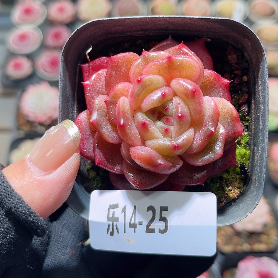 乐14-25 灵翠单头 