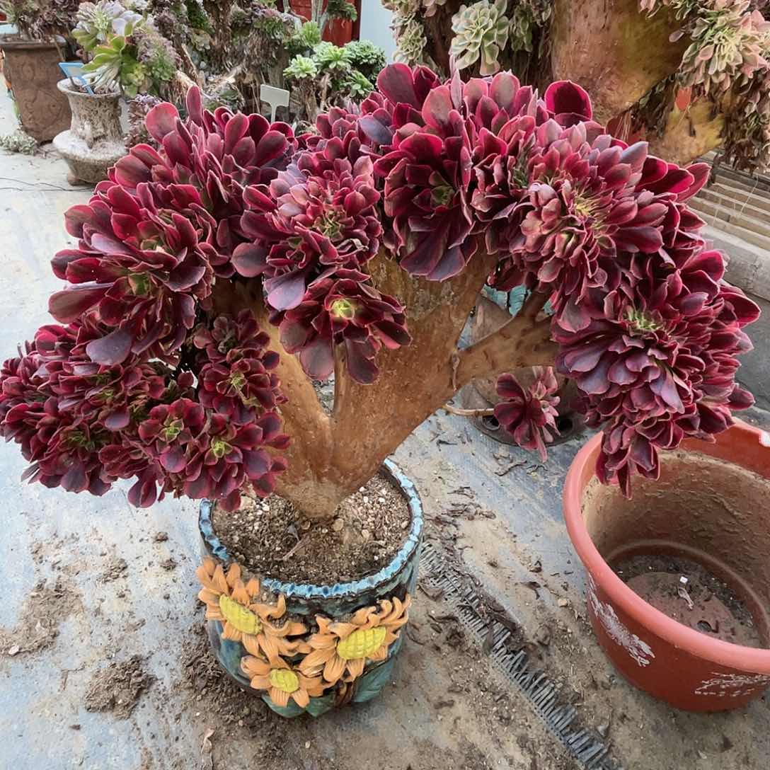 【闪购商品】无花朵美杜莎