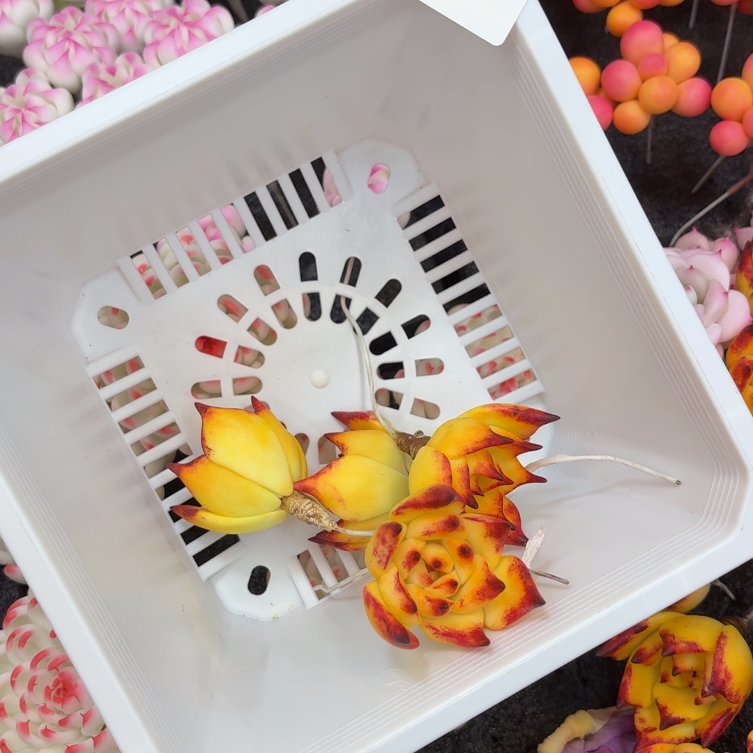 树脂622号哦哦哦哦哦哦哦