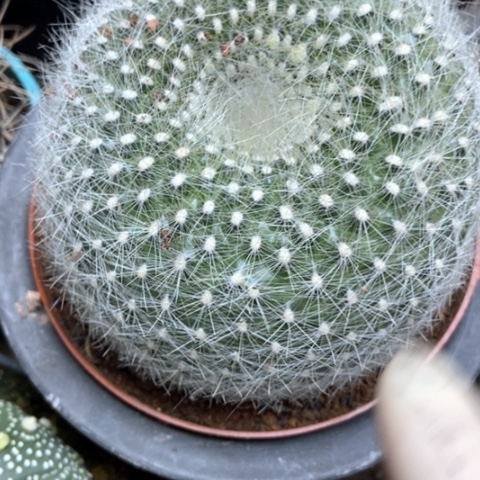 白雪光仙人球22米仙人球