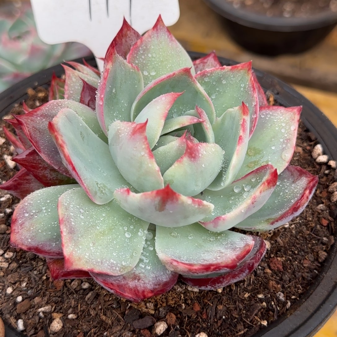 惊鸿一物一拍包装收缩花旱119