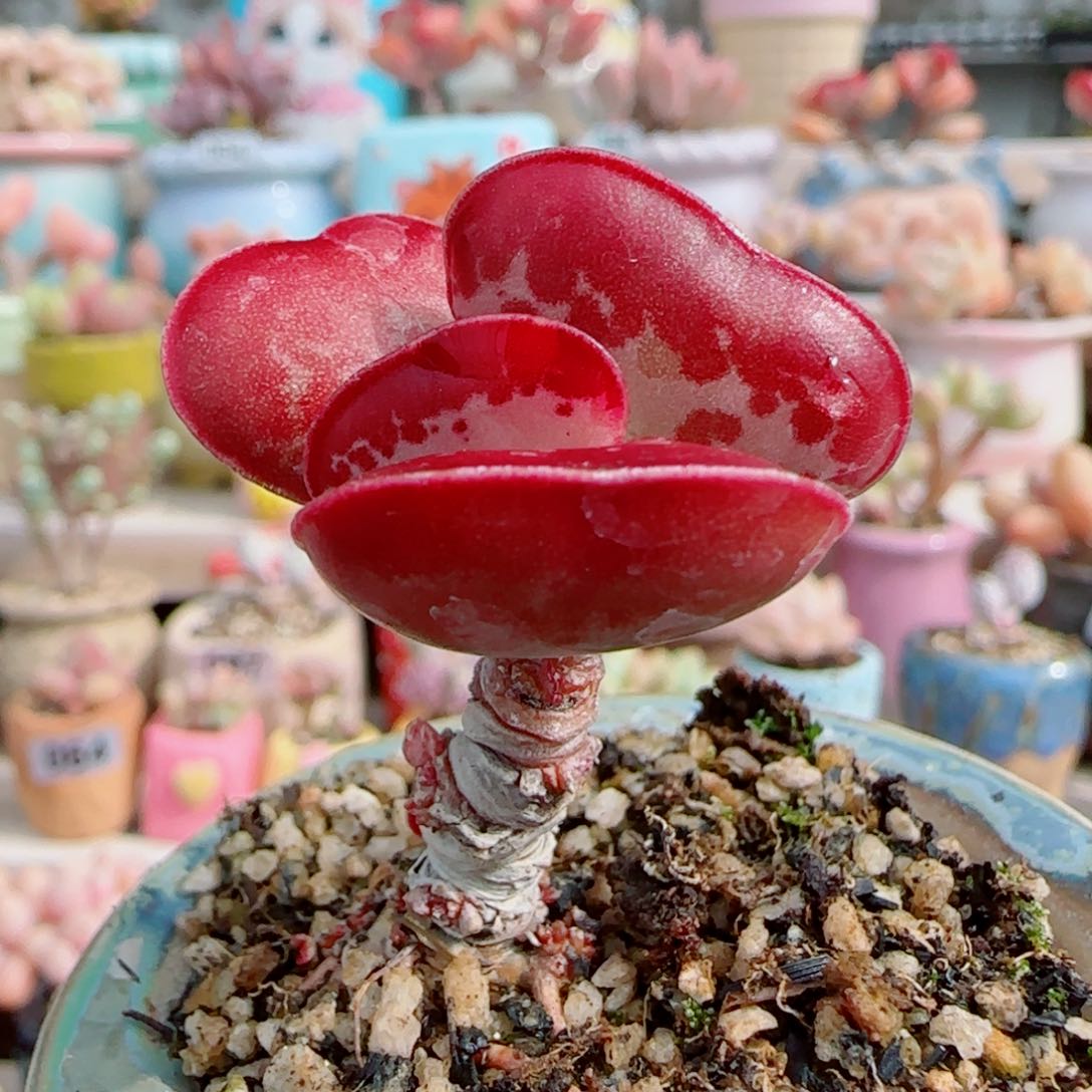 爱心 带侧芽 盆口3.5cm