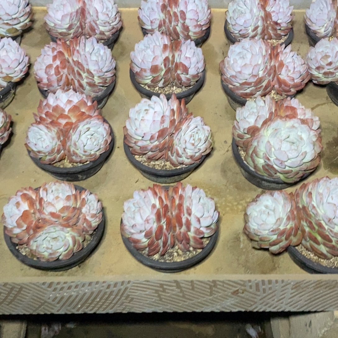 啊军喵多肉橙子3头