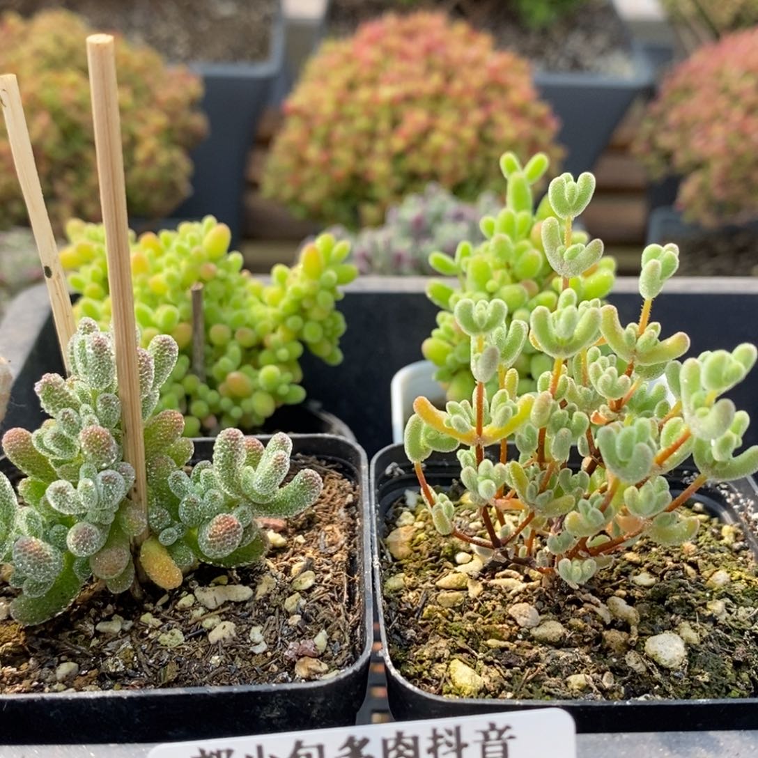 恭***?组合6519枝干番杏