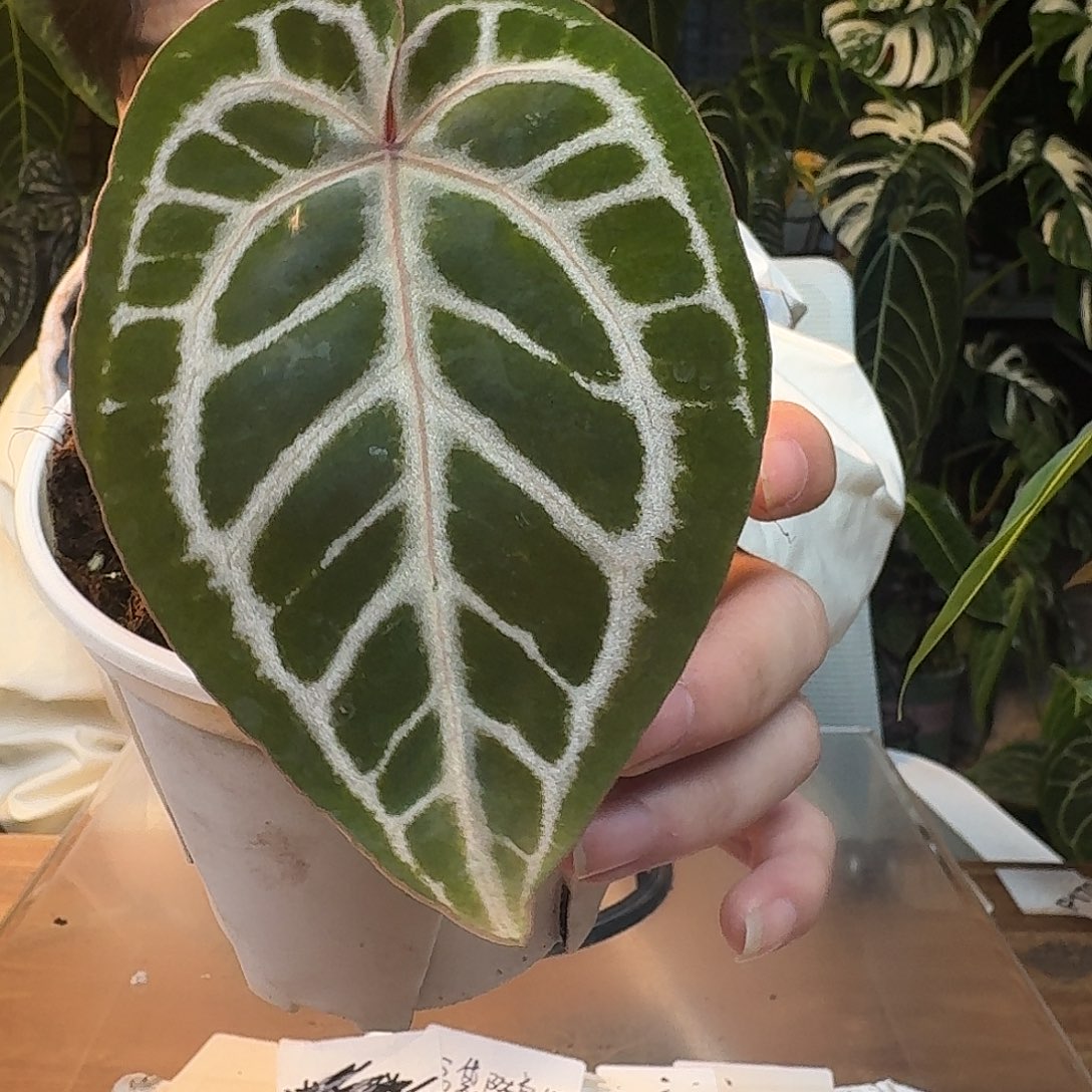 不开花植物J55红水晶杂极品小钻石