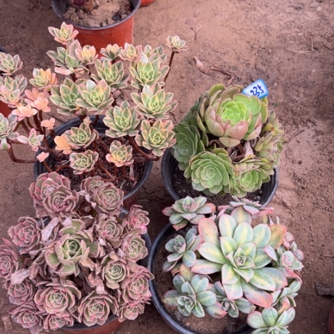 235多肉植物组合，
