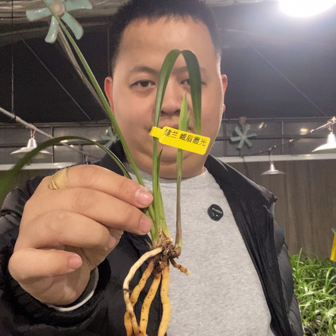 当前无花栽培后可以开花