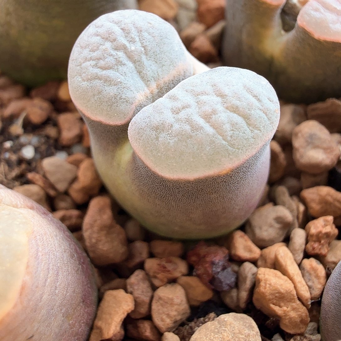 2.7.15/紫体白窗班克磁铁/多肉植物