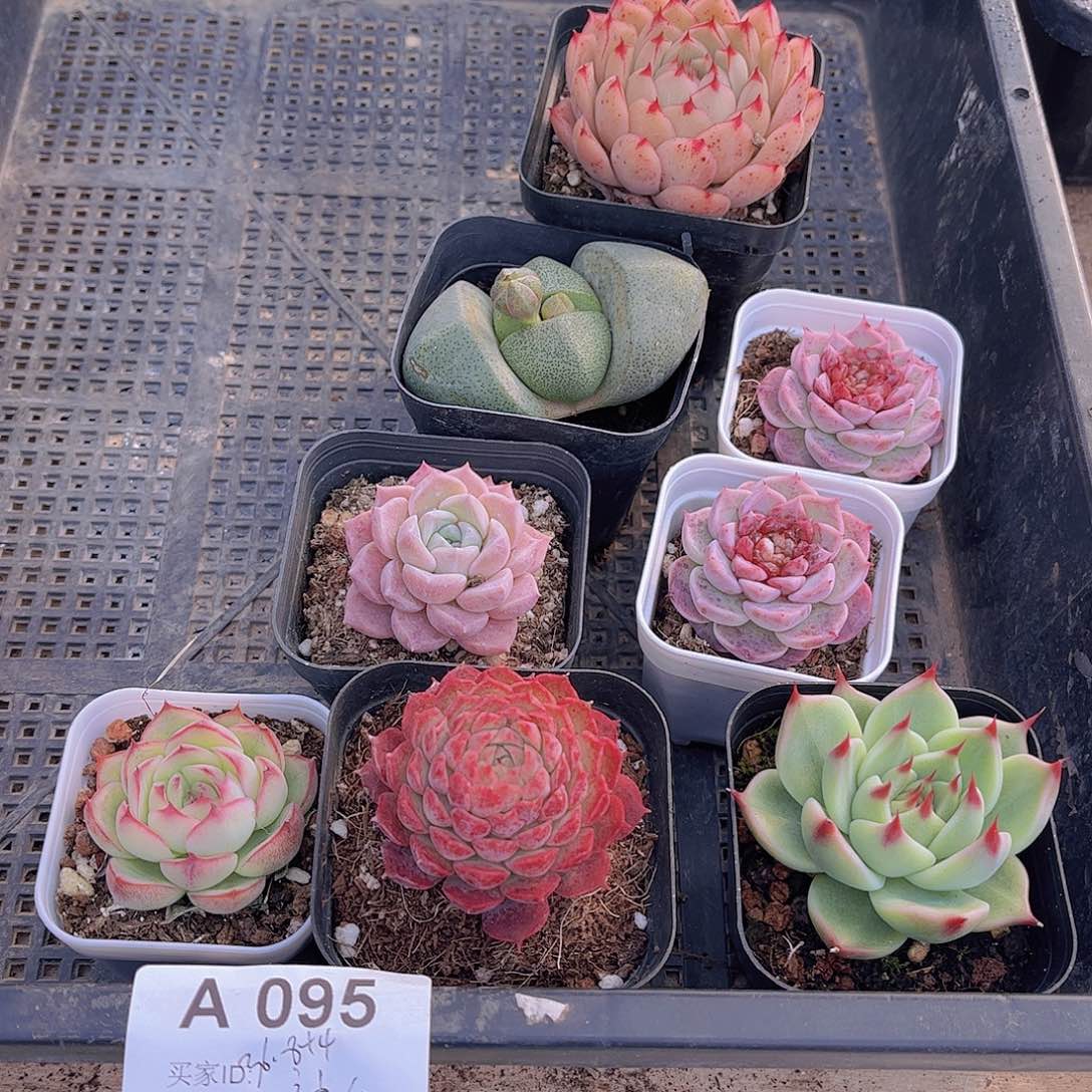 多肉095多肉植物