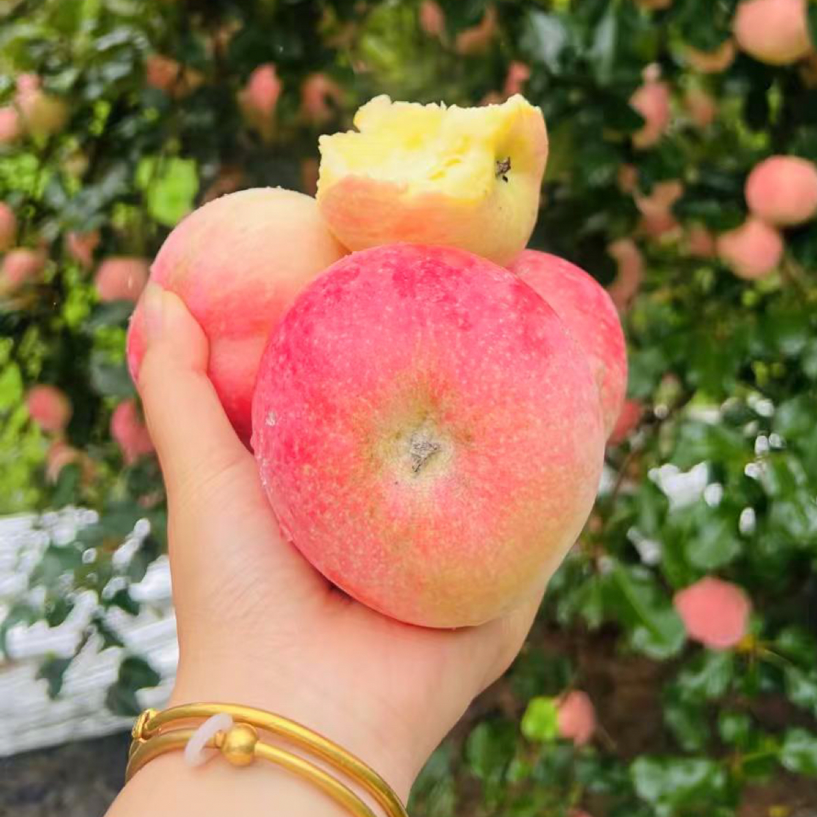陕西红富士现摘现发，坏果包赔，脆甜可口