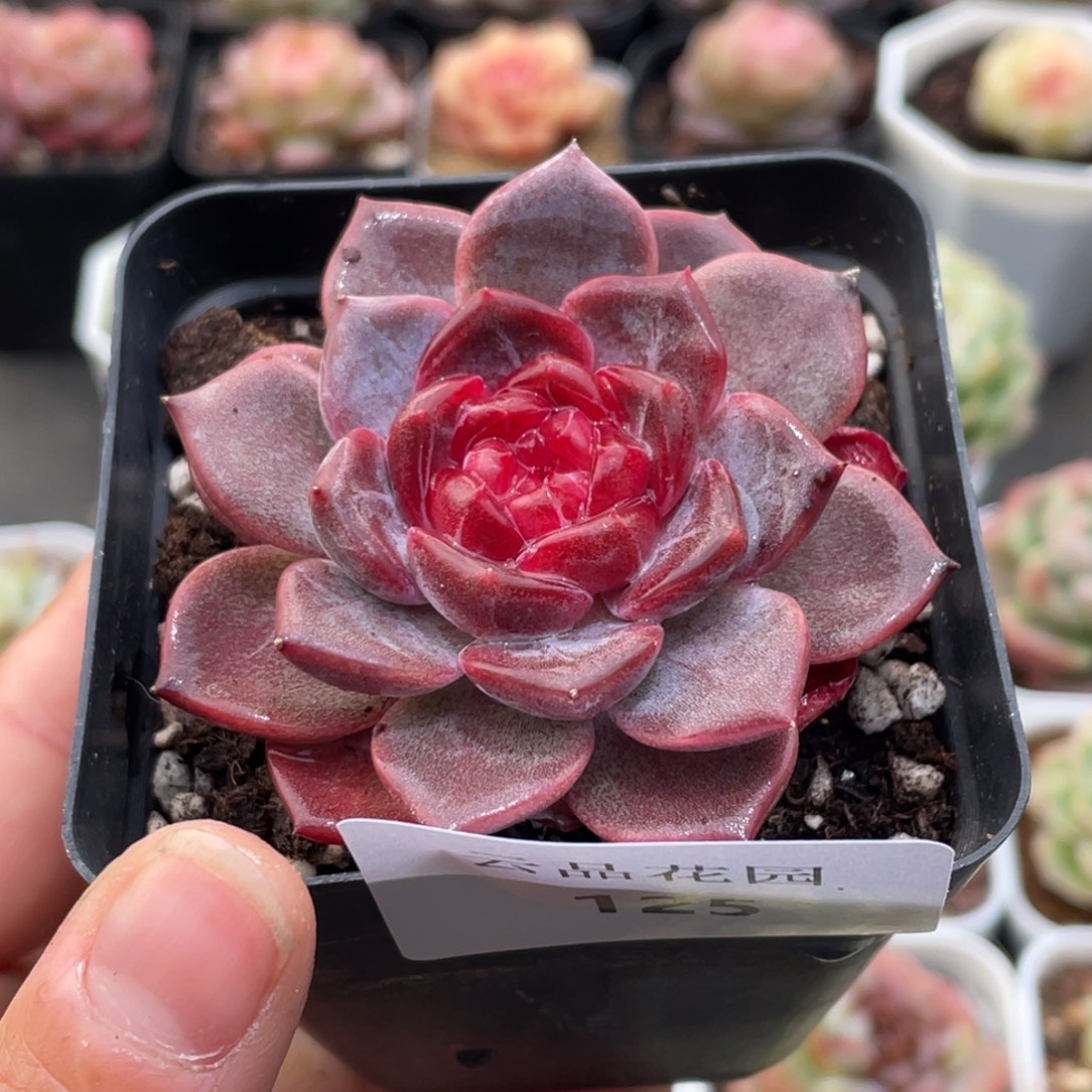 125号糖心冰心珍妮 蜜蜡