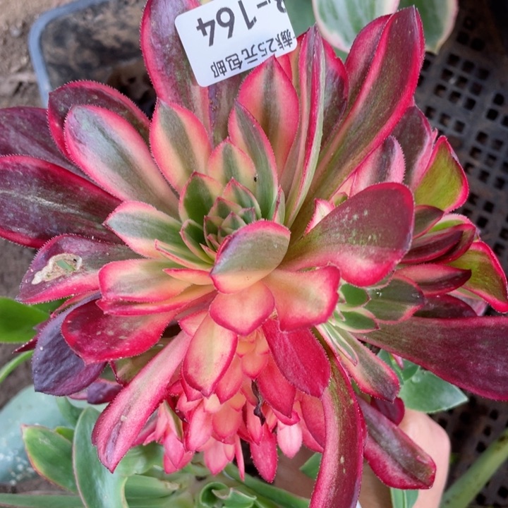 164黑膜锦嫁接不包掉头12345678