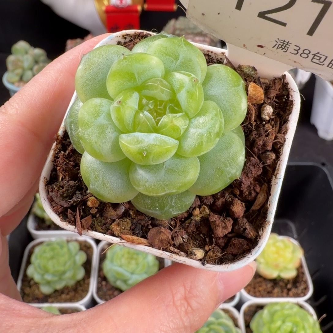 瑶瑶珍妮单头优品121号