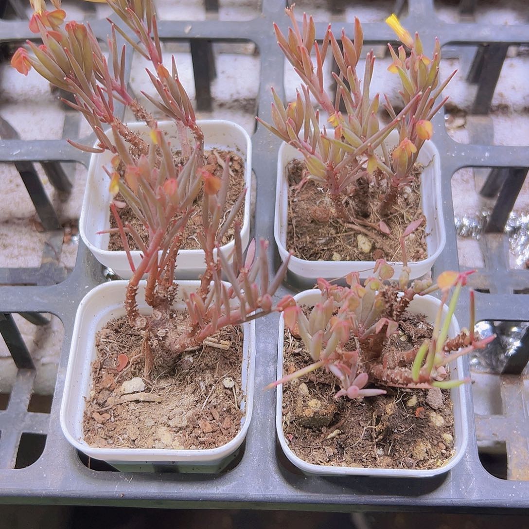 红色细叶炸酱草19包邮