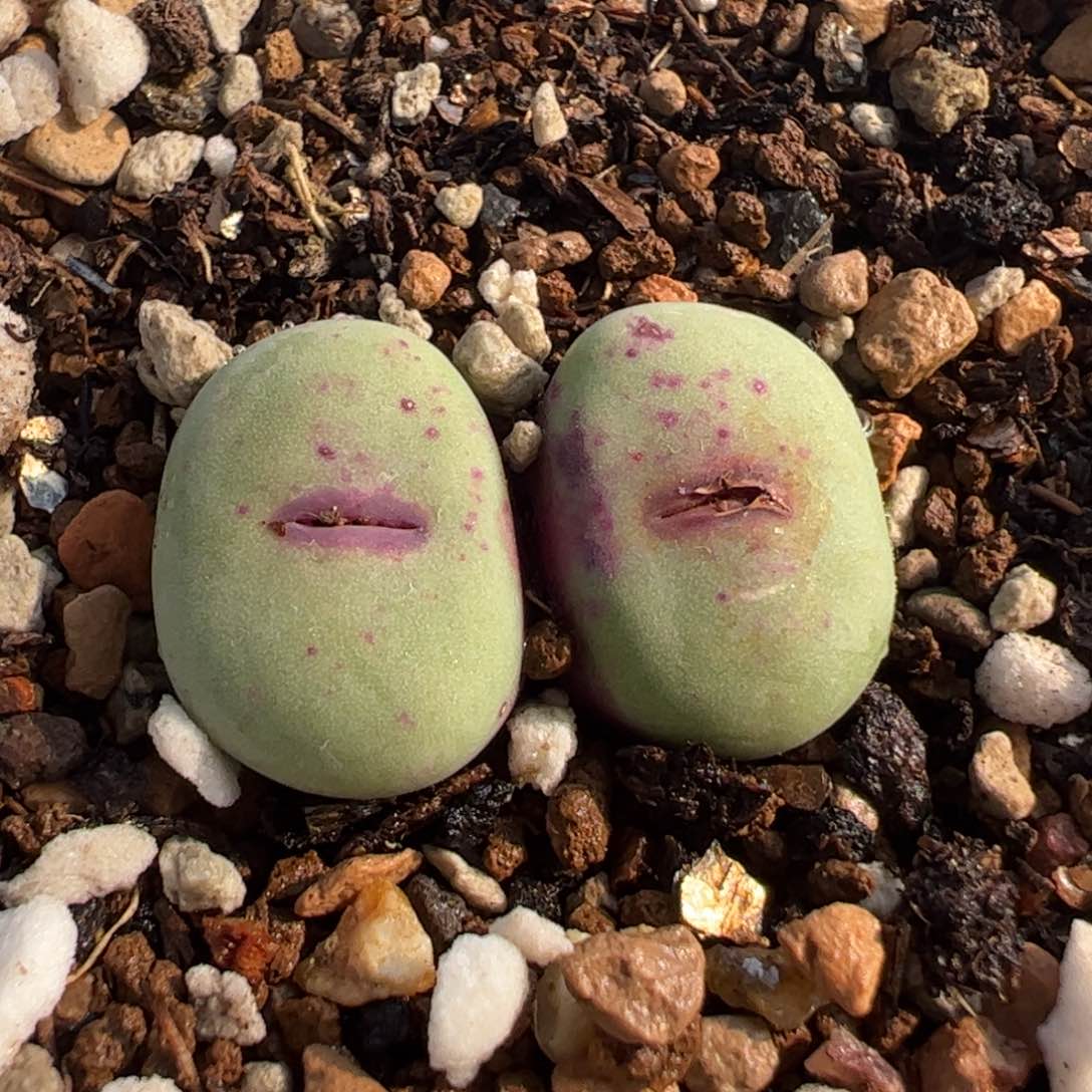 056多肉植物百科