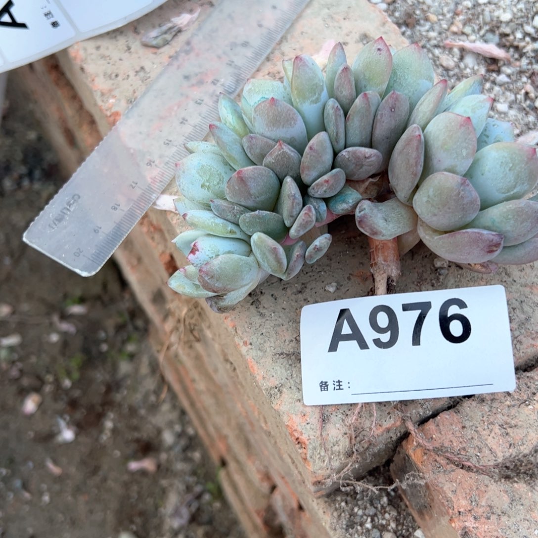 品*976多肉多肉多肉多肉