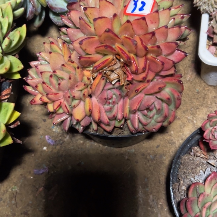 森***＊精品多肉植物老桩