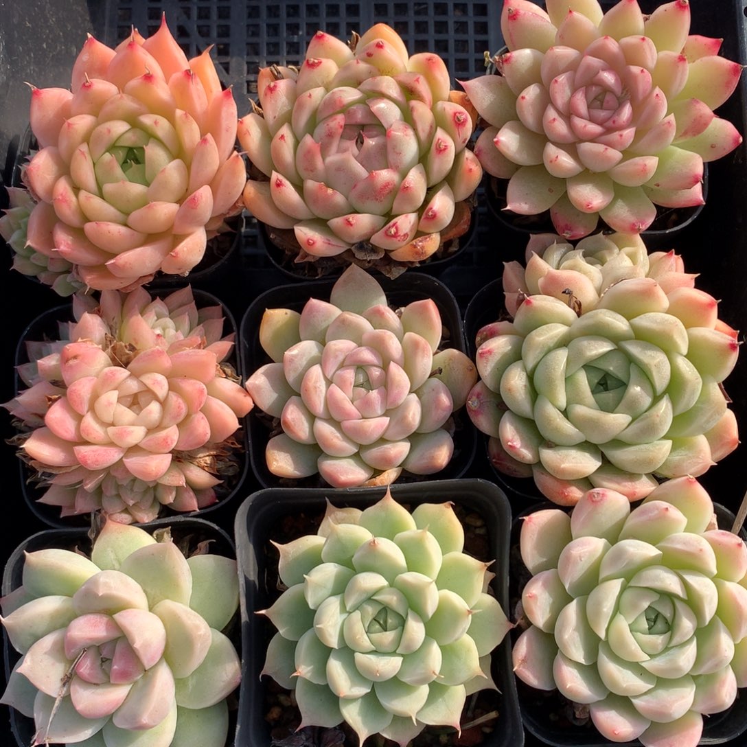 1219-06 套餐一组