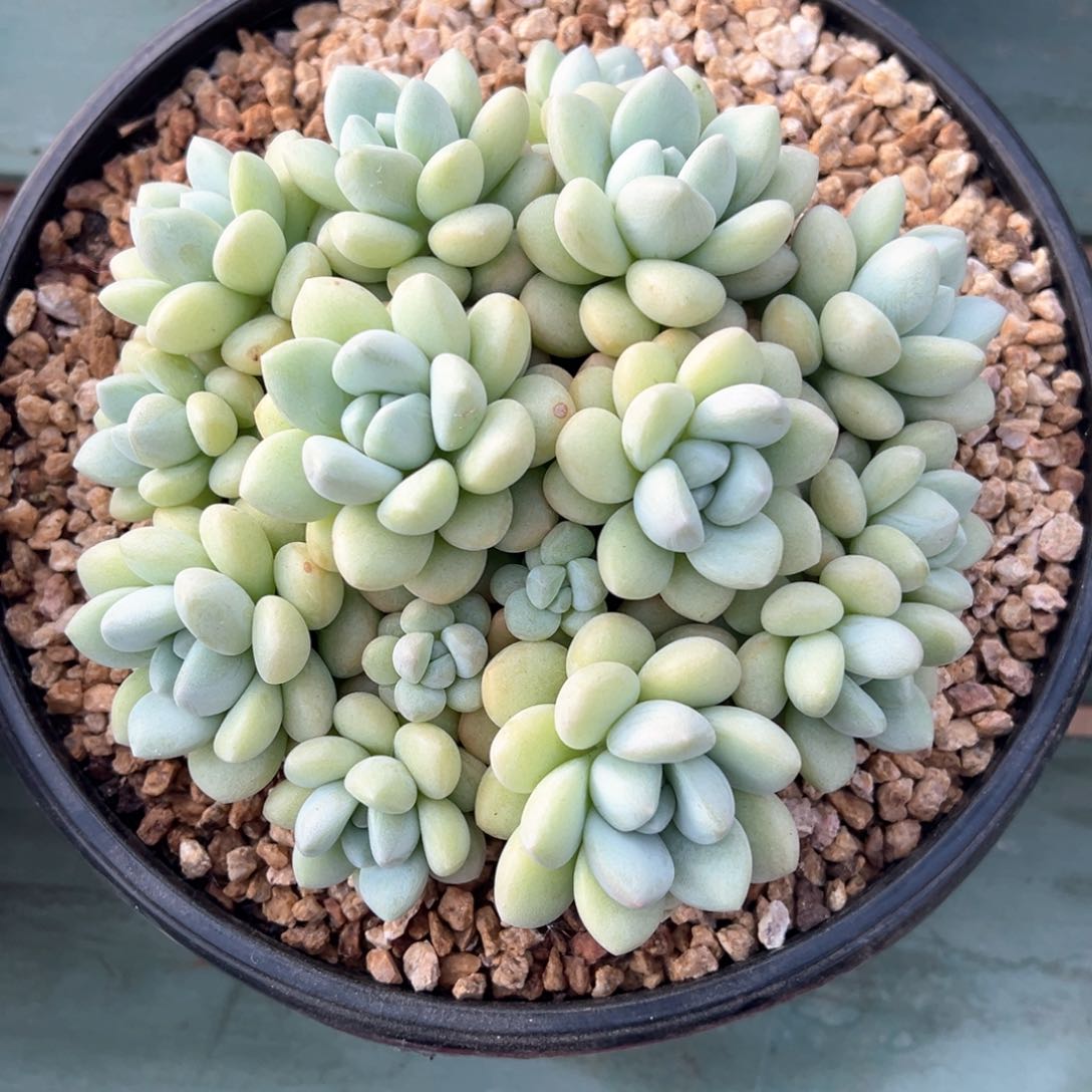 泡泡糖平头多肉植物