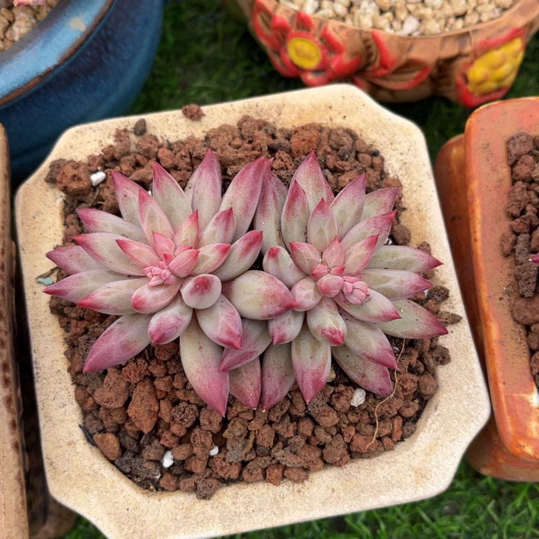 多肉植物的繁殖方式