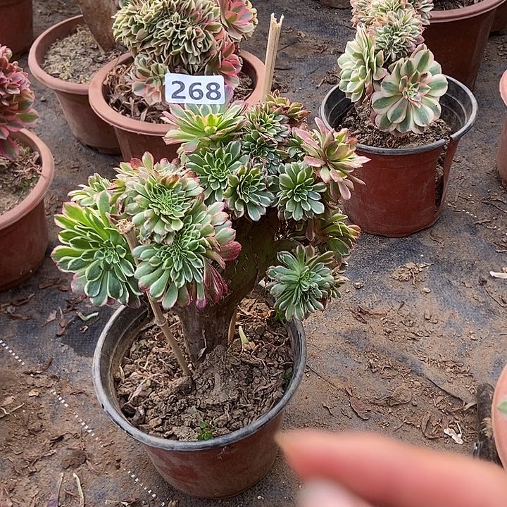 268朝霞锦缀化特价