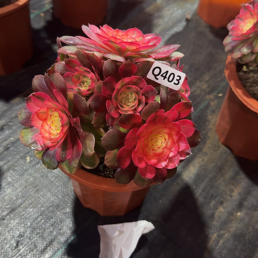 伊*403荔枝44冠服18左右小颗不周正