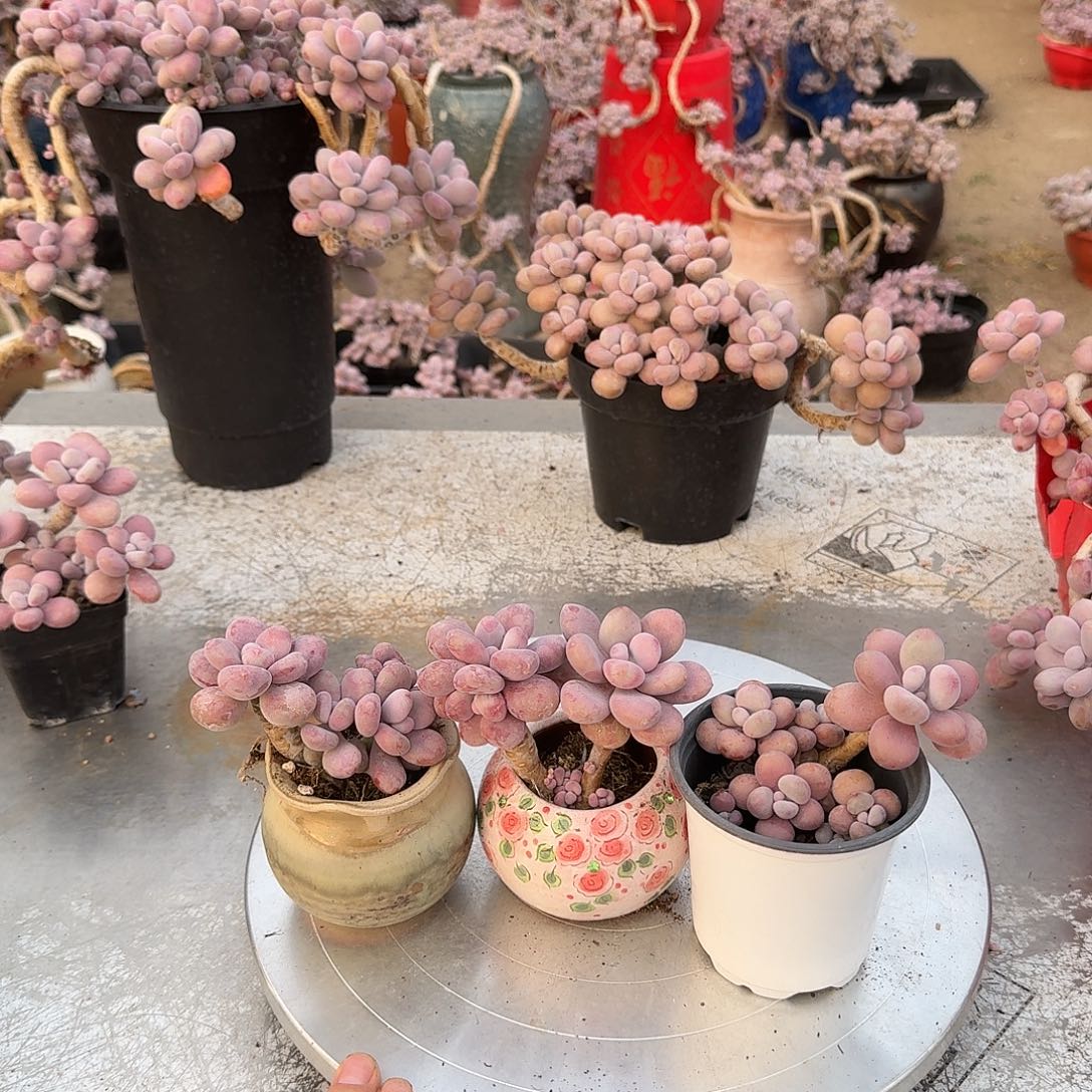 桃蛋老桩不带盆3颗5号